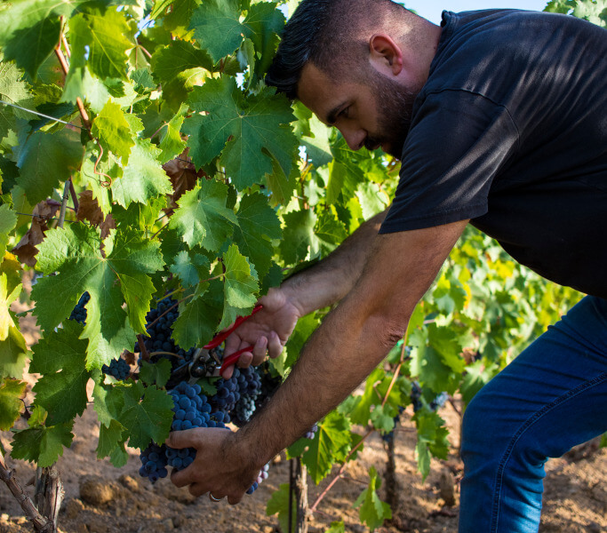 Taglio del grappolo Mandrolisai