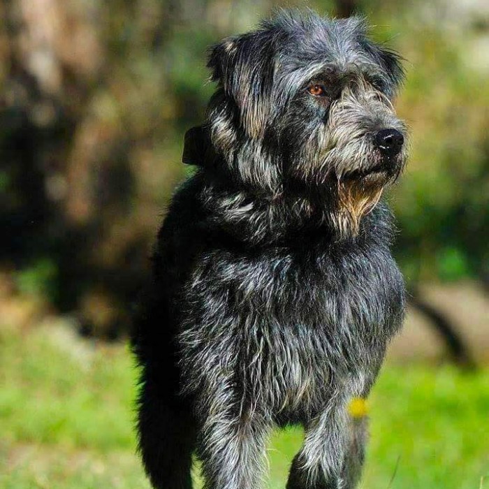 Cane Pastore Fonnese